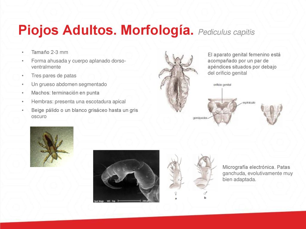 definicion pediculosis capitis